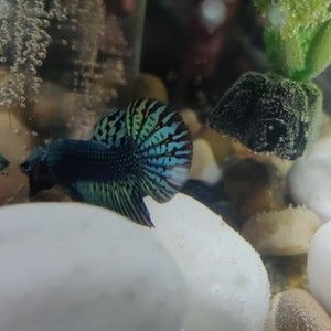 Meet your Posher, Cristian